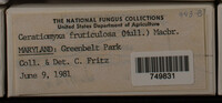 Ceratiomyxa fruticulosa var. fruticulosa image